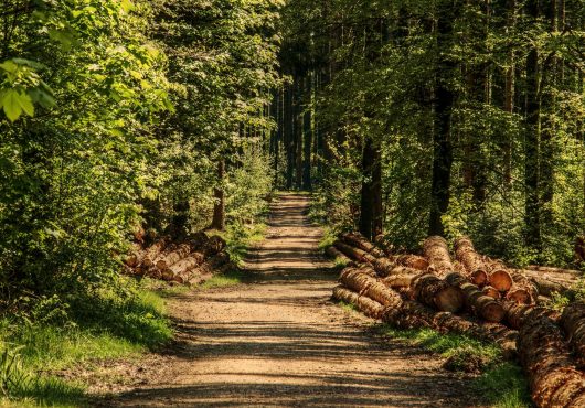 forestry scheme