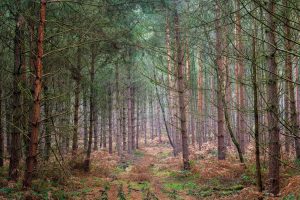 East midlands forest